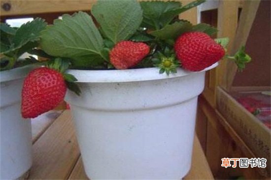 【种植方法】草莓籽种植方法，手把手教你种爆盆