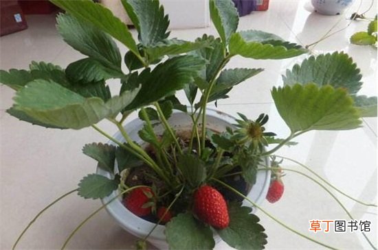 【种植方法】草莓籽种植方法，手把手教你种爆盆