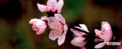 【开花】桃树开花期能浇水吗