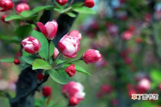 【价值】西府海棠的价值有哪些，装饰美化环境果实可食用