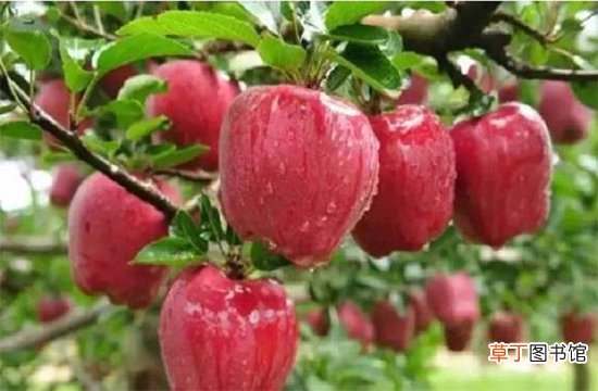 【特点】苹果树的特点是什么