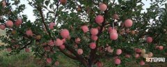 【特点】苹果树的特点是什么
