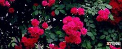 【花】红木香花啥时候种植