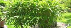【养殖方法】竹子的养殖方法和注意事项