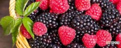 【水果】比桑葚大黑色的水果