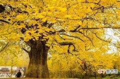 【多】沈阳银杏树最多的地方，平北大街最佳观赏地点