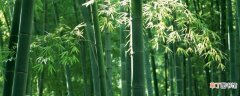 【区别】庭院竹和四季竹的区别