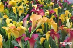 【莲花】彩色马蹄莲花期，春季的3月至4月