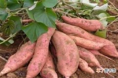 【方法】种红薯的方法，5个步骤种出美味的红薯