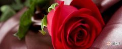 【月季】玫瑰和月季的区别百科