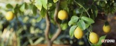 【柠檬】盆栽柠檬的养殖方法和注意事项