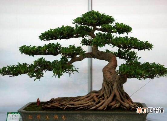 【树】十大盆景名贵树种排名，松柏长青/是最佳盆景选择树种