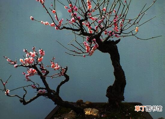【树】十大盆景名贵树种排名，松柏长青/是最佳盆景选择树种