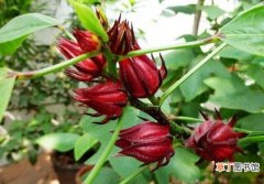 【种植方法】洛神花的种植方法：玫瑰茄属亚热带短日照作物，喜光，喜温，忌
