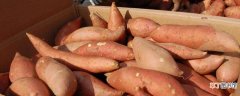 【品种】红薯品种介绍