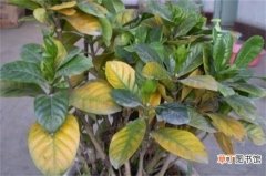 【植物】绿植物叶子发黄怎么办，六个办法教你养护