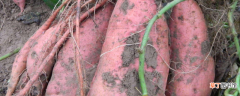 【红薯】西瓜红红薯生长特性