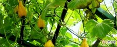 【注意事项】观赏南瓜的养殖方法和注意事项