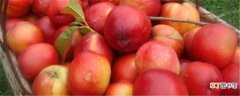 【养殖方法】油桃的养殖方法和注意事项