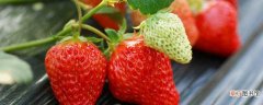【草莓】盆栽草莓施多少肥