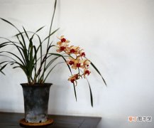 【花盆】高洁典雅的兰花盆景