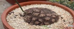 【播种】龟甲龙种子怎么播种
