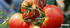 【月份】番茄几月份播种