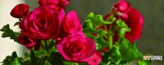 【海棠】玫瑰海棠的养殖方法和注意事项