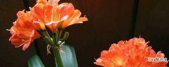 【开花】君子兰开花是报喜吗，君子兰开花的迷信说法
