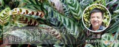 【水培】孔雀竹芋水培养殖方法和注意事项