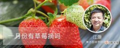 【草莓】一月份有草莓摘吗