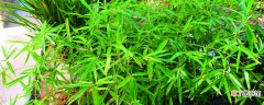 【养殖方法】观音竹的养殖方法和注意事项，和富贵竹有什么区别