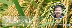 【植物】水稻是什么植物