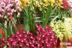 【春节】这8种兰花，春节开的最火，一串花满屋子香气！