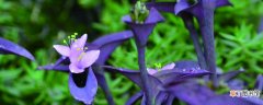 【方法】紫竹梅扦插方法和时间