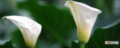 【花】彩色马蹄莲为什么不能复花，有复花方法吗