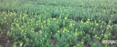【肥料】曼地亚红豆杉用什么肥料