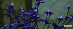 【多】紫竹梅花开多久枯萎，花后怎么修剪和养护