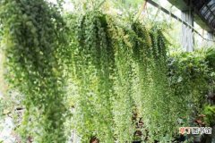 【植物】夏天有个植物窗帘，比别人家低5度，还能吸甲醛！