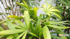 【养殖方法】矮棕竹的养殖方法和注意事项