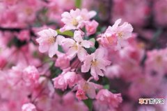 【养护】樱花秋季养护的要点