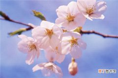 【病害】樱花的病害及其防治