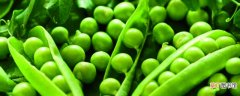 【种植方法】豌豆的种植方法和时间