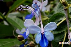 【繁殖】蓝蝴蝶扦插繁殖方法