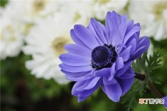 【常见】银莲花常见病虫害及其防治
