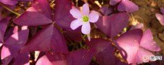 【扦插】紫叶酢浆草扦插繁殖方法