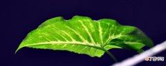 【一片】绿萝一片叶子能活吗，可以水培生根繁殖吗