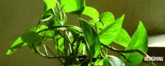 绿萝、吊兰……5种常见花施肥方法 【冬天】植物冬天可以施肥吗