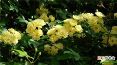【花】黄色木香花——宜小院，宜暮雨
