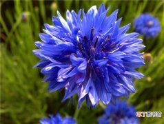 【矢车菊】德国国花——蓝色矢车菊